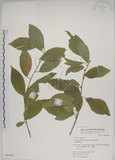 中文名:菱葉捕魚木(S064002)學名:Grewia rhombifolia Kanehira & Sasaki(S064002)英文名:Rhombic-leaved Grewia