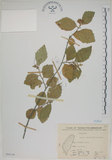 中文名:菱葉捕魚木(S068190)學名:Grewia rhombifolia Kanehira & Sasaki(S068190)英文名:Rhombic-leaved Grewia
