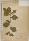 中文名:菱葉捕魚木(S068193)學名:Grewia rhombifolia Kanehira & Sasaki(S068193)英文名:Rhombic-leaved Grewia