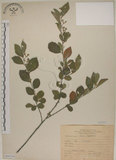 中文名:菱葉捕魚木(S068204)學名:Grewia rhombifolia Kanehira & Sasaki(S068204)英文名:Rhombic-leaved Grewia