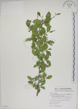 中文名:菱葉捕魚木(S079717)學名:Grewia rhombifolia Kanehira & Sasaki(S079717)英文名:Rhombic-leaved Grewia