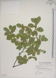 中文名:菱葉捕魚木(S082645)學名:Grewia rhombifolia Kanehira & Sasaki(S082645)英文名:Rhombic-leaved Grewia