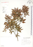 中文名:櫸(S008793)學名:Zelkova serrata (Thunb.) Makino(S008793)中文別名:雞油英文名:Japanese Zellkova, Taiwan Zelkova