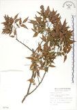 中文名:櫸(S008794)學名:Zelkova serrata (Thunb.) Makino(S008794)中文別名:雞油英文名:Japanese Zellkova, Taiwan Zelkova