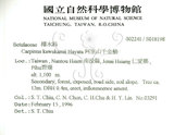 中文名:櫸(S018198)學名:Zelkova serrata (Thunb.) Makino(S018198)中文別名:雞油英文名:Japanese Zellkova, Taiwan Zelkova