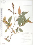 中文名:櫸(S018198)學名:Zelkova serrata (Thunb.) Makino(S018198)中文別名:雞油英文名:Japanese Zellkova, Taiwan Zelkova