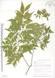 中文名:櫸(S026129)學名:Zelkova serrata (Thunb.) Makino(S026129)中文別名:雞油英文名:Japanese Zellkova, Taiwan Zelkova