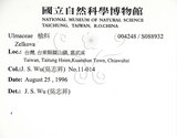 中文名:櫸(S088932)學名:Zelkova serrata (Thunb.) Makino(S088932)中文別名:雞油英文名:Japanese Zellkova, Taiwan Zelkova