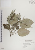 中文名:落尾麻(S028130)學名:Pipturus arborescens (Link) C. Robinson(S028130)