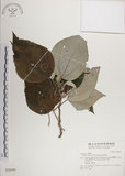中文名:落尾麻(S028389)學名:Pipturus arborescens (Link) C. Robinson(S028389)