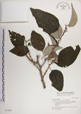 中文名:落尾麻(S031481)學名:Pipturus arborescens (Link) C. Robinson(S031481)