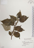 中文名:落尾麻(S042902)學名:Pipturus arborescens (Link) C. Robinson(S042902)