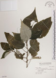 中文名:落尾麻(S046780)學名:Pipturus arborescens (Link) C. Robinson(S046780)