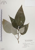 中文名:落尾麻(S046810)學名:Pipturus arborescens (Link) C. Robinson(S046810)