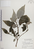 中文名:落尾麻(S049819)學名:Pipturus arborescens (Link) C. Robinson(S049819)