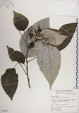 中文名:落尾麻(S049820)學名:Pipturus arborescens (Link) C. Robinson(S049820)