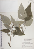 中文名:落尾麻(S049856)學名:Pipturus arborescens (Link) C. Robinson(S049856)
