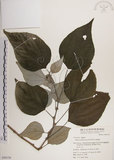 中文名:落尾麻(S050136)學名:Pipturus arborescens (Link) C. Robinson(S050136)