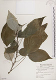 中文名:落尾麻(S062738)學名:Pipturus arborescens (Link) C. Robinson(S062738)