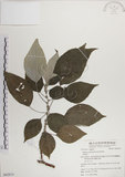 中文名:落尾麻(S062814)學名:Pipturus arborescens (Link) C. Robinson(S062814)