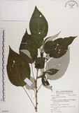 中文名:落尾麻(S063038)學名:Pipturus arborescens (Link) C. Robinson(S063038)
