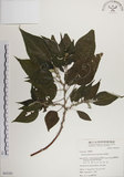 中文名:落尾麻(S065205)學名:Pipturus arborescens (Link) C. Robinson(S065205)