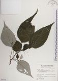 中文名:落尾麻(S067758)學名:Pipturus arborescens (Link) C. Robinson(S067758)