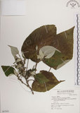 中文名:落尾麻(S067856)學名:Pipturus arborescens (Link) C. Robinson(S067856)