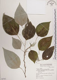 中文名:落尾麻(S067921)學名:Pipturus arborescens (Link) C. Robinson(S067921)