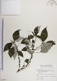 中文名:落尾麻(S068681)學名:Pipturus arborescens (Link) C. Robinson(S068681)