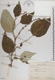 中文名:落尾麻(S070354)學名:Pipturus arborescens (Link) C. Robinson(S070354)