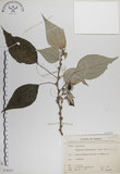中文名:落尾麻(S070357)學名:Pipturus arborescens (Link) C. Robinson(S070357)