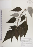 中文名:落尾麻(S079637)學名:Pipturus arborescens (Link) C. Robinson(S079637)