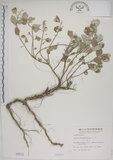 中文名:海埔姜(S000512)學名:Vitex rotundifolia L. f.(S000512)英文名:Simple-leaf chaste tree