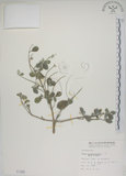 中文名:海埔姜(S001355)學名:Vitex rotundifolia L. f.(S001355)英文名:Simple-leaf chaste tree