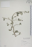 中文名:海埔姜(S001357)學名:Vitex rotundifolia L. f.(S001357)英文名:Simple-leaf chaste tree