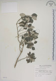 中文名:海埔姜(S006838)學名:Vitex rotundifolia L. f.(S006838)英文名:Simple-leaf chaste tree