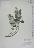 中文名:海埔姜(S006840)學名:Vitex rotundifolia L. f.(S006840)英文名:Simple-leaf chaste tree