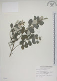中文名:海埔姜(S006841)學名:Vitex rotundifolia L. f.(S006841)英文名:Simple-leaf chaste tree