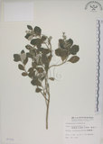 中文名:海埔姜(S007331)學名:Vitex rotundifolia L. f.(S007331)英文名:Simple-leaf chaste tree