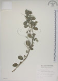 中文名:海埔姜(S008670)學名:Vitex rotundifolia L. f.(S008670)英文名:Simple-leaf chaste tree