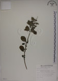 中文名:海埔姜(S008671)學名:Vitex rotundifolia L. f.(S008671)英文名:Simple-leaf chaste tree