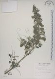 中文名:海埔姜(S008673)學名:Vitex rotundifolia L. f.(S008673)英文名:Simple-leaf chaste tree