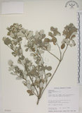 中文名:海埔姜(S015007)學名:Vitex rotundifolia L. f.(S015007)英文名:Simple-leaf chaste tree