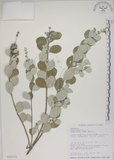 中文名:海埔姜(S026152)學名:Vitex rotundifolia L. f.(S026152)英文名:Simple-leaf chaste tree