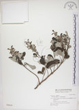 中文名:海埔姜(S028329)學名:Vitex rotundifolia L. f.(S028329)英文名:Simple-leaf chaste tree