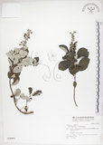 中文名:海埔姜(S028491)學名:Vitex rotundifolia L. f.(S028491)英文名:Simple-leaf chaste tree