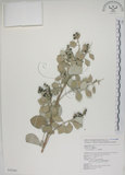 中文名:海埔姜(S043260)學名:Vitex rotundifolia L. f.(S043260)英文名:Simple-leaf chaste tree