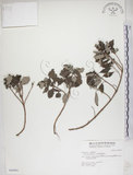 中文名:海埔姜(S046981)學名:Vitex rotundifolia L. f.(S046981)英文名:Simple-leaf chaste tree