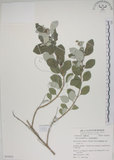 中文名:海埔姜(S053835)學名:Vitex rotundifolia L. f.(S053835)英文名:Simple-leaf chaste tree